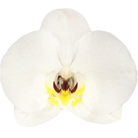 Bohemian Dali bloem